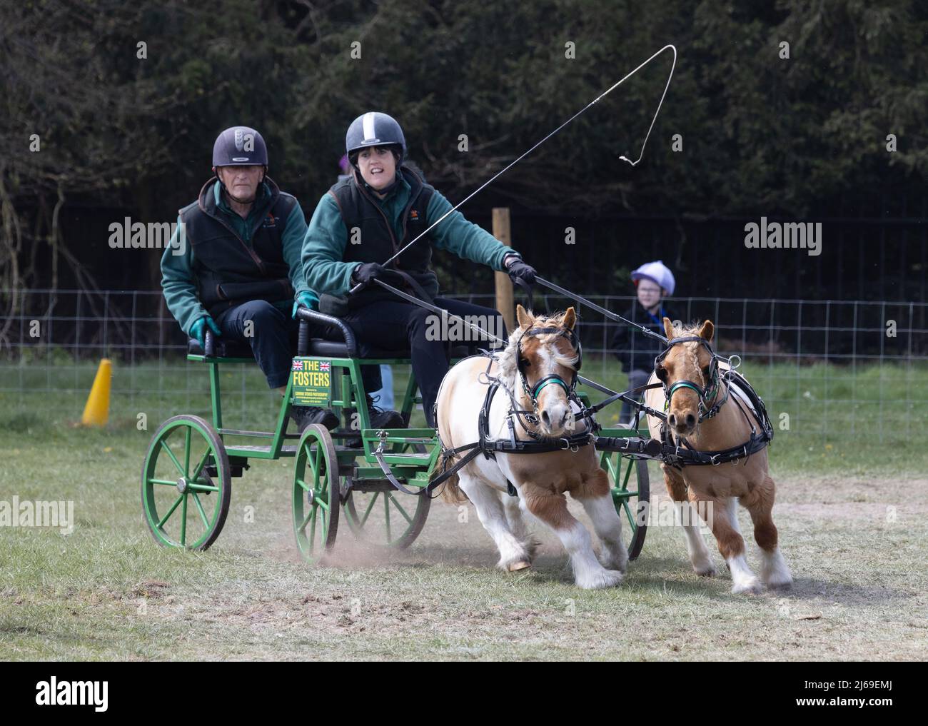 Due pony in miniatura Shetland carrozza che guidano su un circuito  britannico di Surry e prova a guidare un percorso ad ostacoli in una gara,  Suffolk UK Foto stock - Alamy