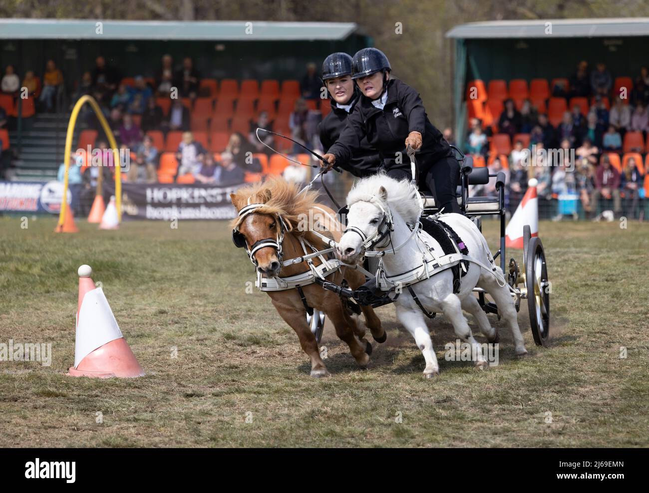 In miniatura Shetland ponies carrozza guida su un corso di guida britannico Scurry in una gara, East Anglian Game & Country Fair, Suffolk UK Foto Stock