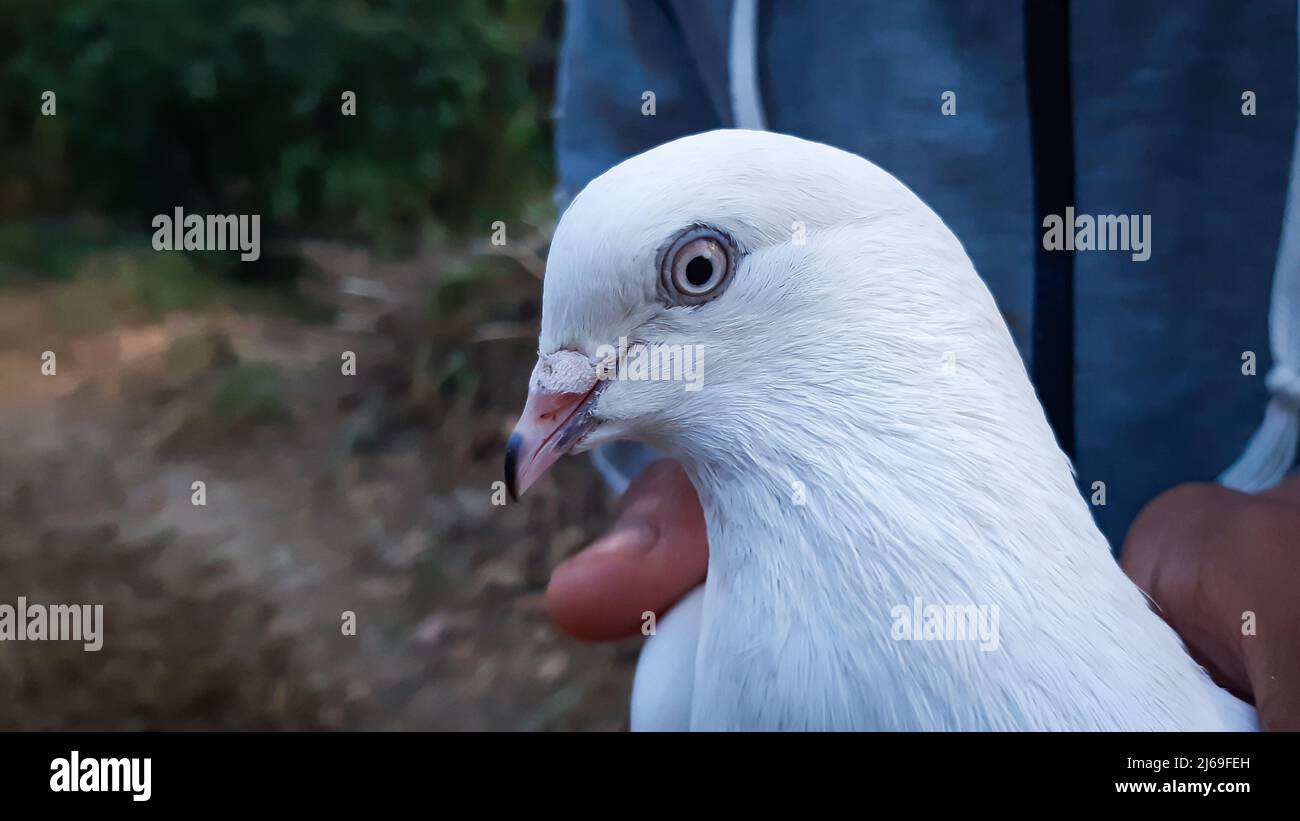 Primo piano della testa bianca del piccione. Columbidae è una famiglia di uccelli che comprende piccioni e colombe. Foto Stock