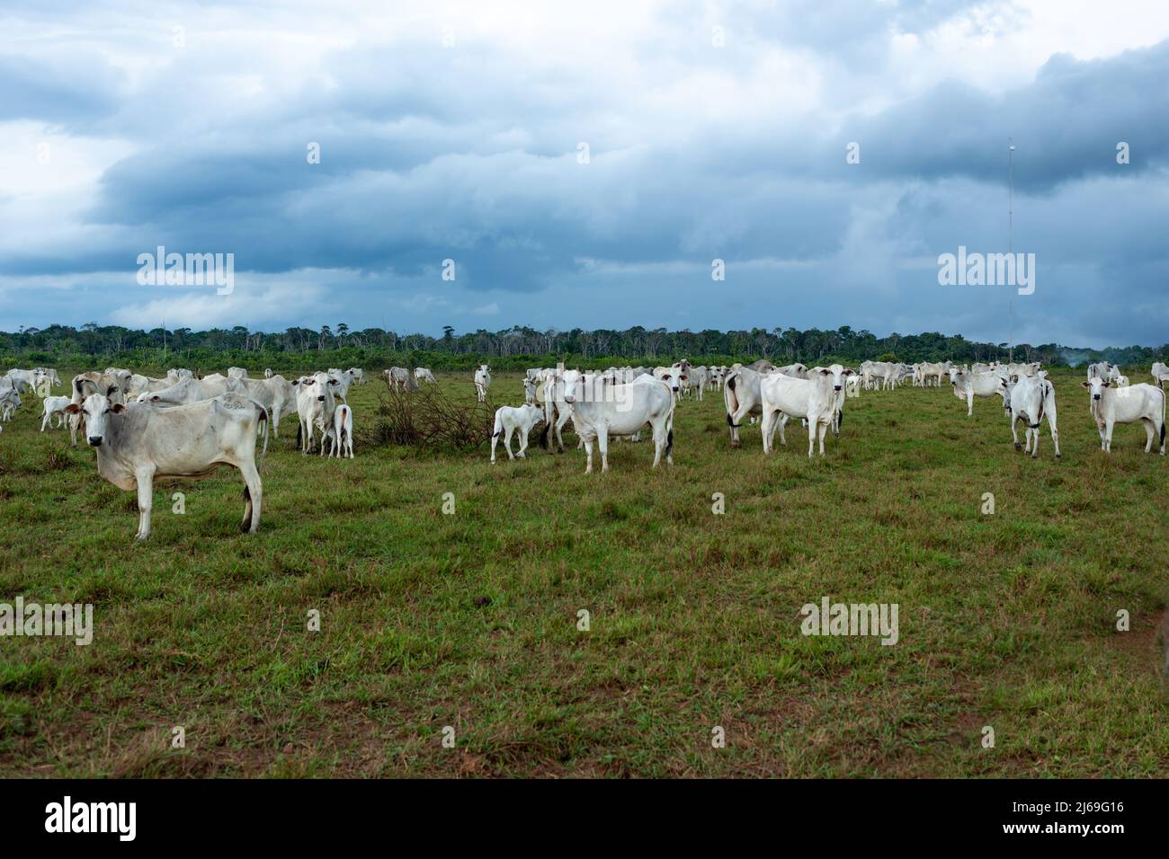Allevamento di bovini pascolo su pascolo fattoria e alberi di foresta sfondo nella foresta pluviale Amazzonica, Amazonas, Brasile. Concetto di ecologia, deforestazione, ambiente Foto Stock
