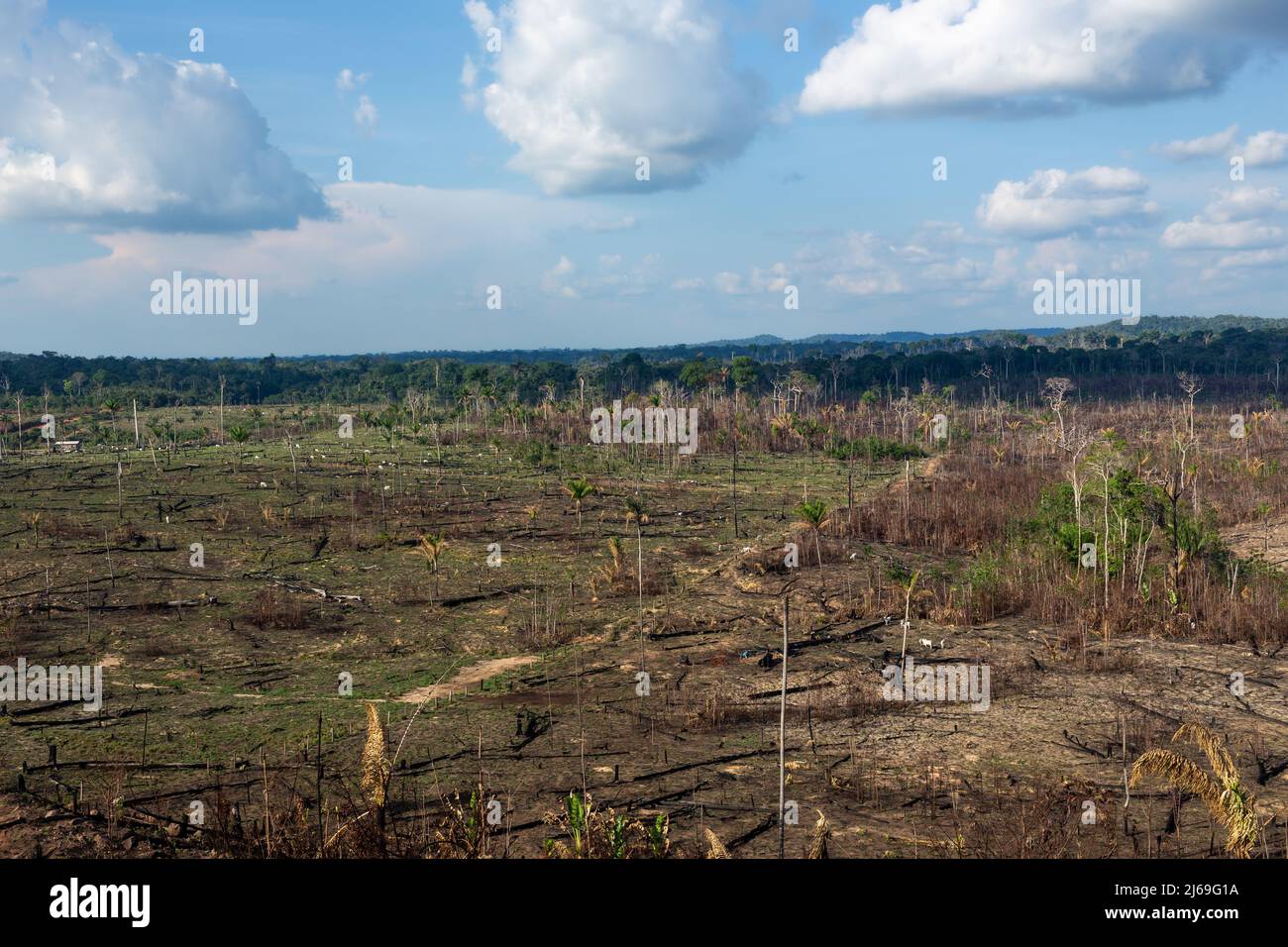 Deforestazione illegale della foresta pluviale amazzonica. Allevamento di bestiame brucia alberi di foresta per aprire pascolo in Amazonas, Brasile. Concetto di agricoltura, ambiente, ecologia. Foto Stock