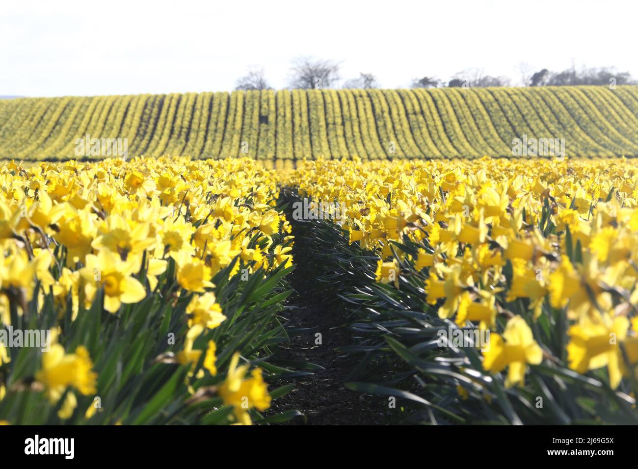 Fettercairn, Aberdeenshire, Scozia, Regno Unito. Campo di naffodils che crescono per motivi commerciali Foto Stock