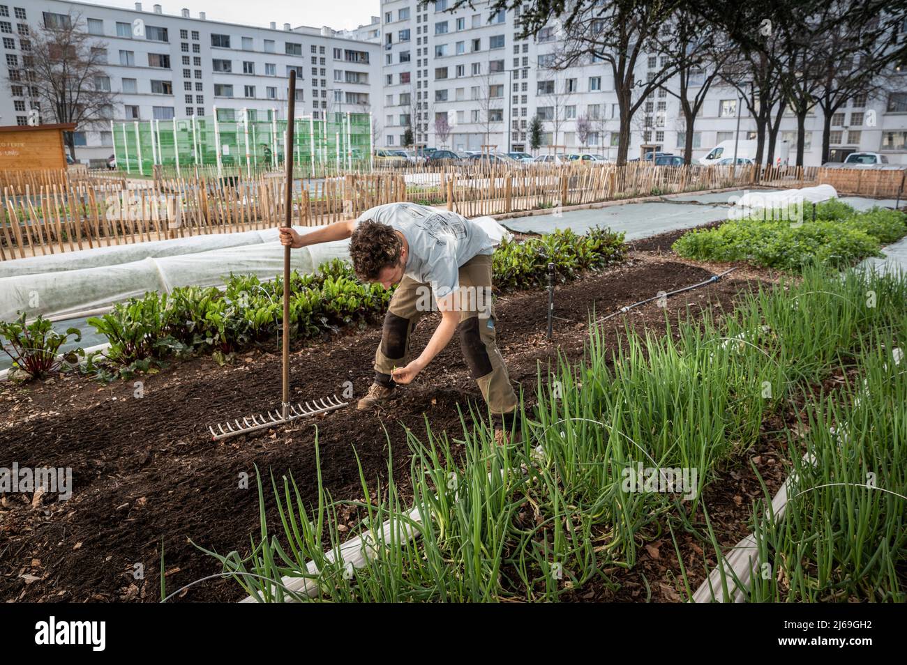 Philippe, un giardiniere del mercato urbano, semina semi nel terreno della sua fattoria urbana vicino agli edifici Foto Stock