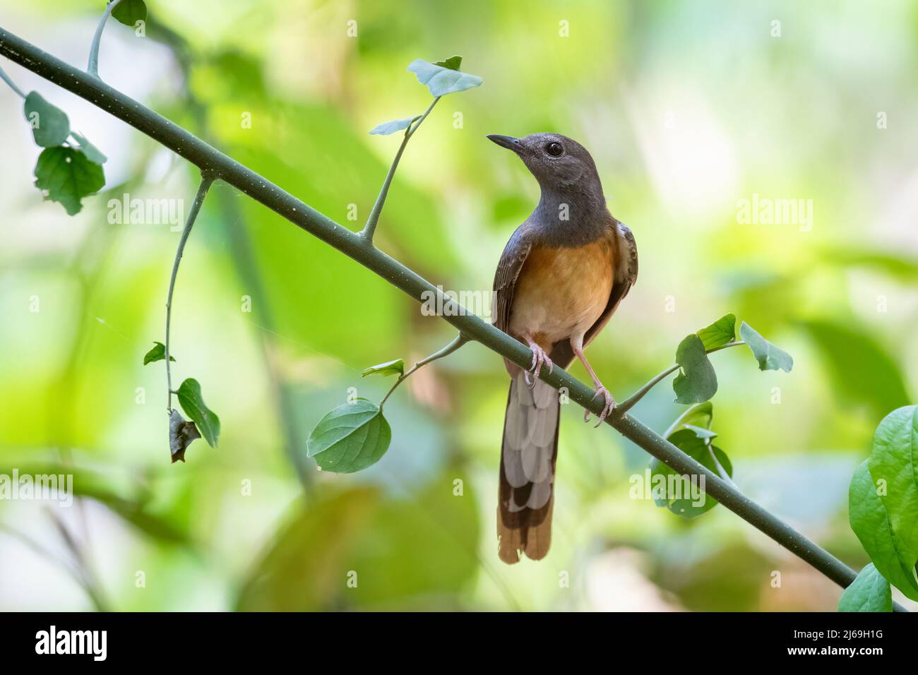 Immagine di Shama bianco rumped (Kittacincla malabarica) sul ramo dell'albero su sfondo naturale. Uccello. Animali. Foto Stock