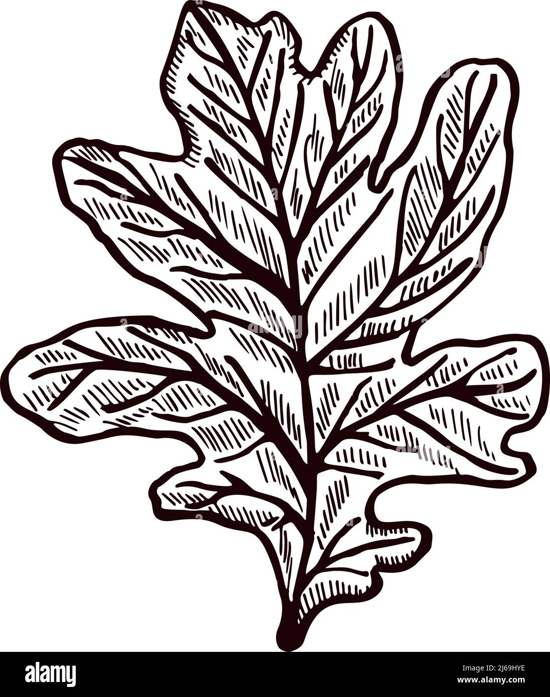 Foglia di rovere incisa su fondo bianco isolato. Fogliame botanico vintage dettagliato in stile disegnato a mano. Disegno vettoriale per poster, stampa, libro i Illustrazione Vettoriale