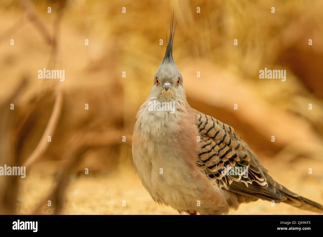Un singolo piccione crestato (Ocyphaps lofotes) guarda la telecamera isolata su uno sfondo naturale di sabbia desertica Foto Stock