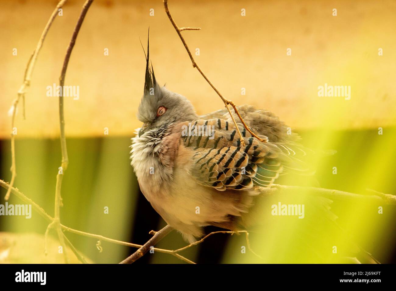 Un piccione crestato (Ocyphaps Lophotes) che dorme isolato su uno sfondo naturale di sabbia desertica Foto Stock