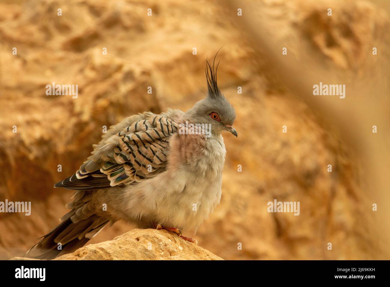 Un piccione crestato (Ocyphaps Lophotes) che dorme isolato su rocce gialle su uno sfondo naturale di sabbia del deserto Foto Stock