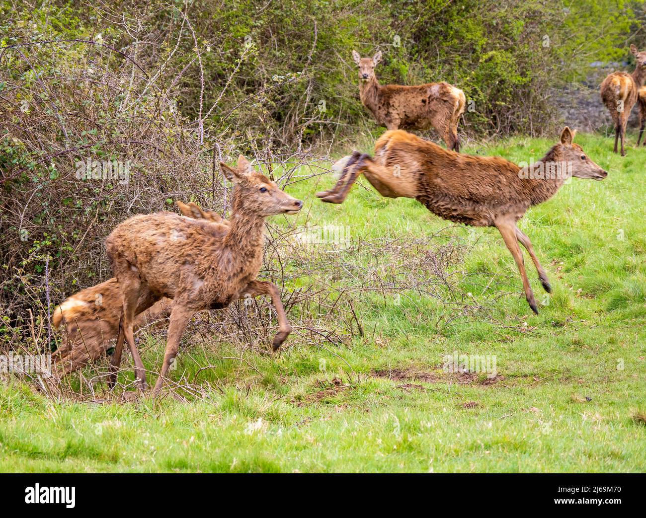 Cervi rossi e fawns disturbati dal loro bere in un laghetto nel parco di Ashton Court vicino a Bristol UK Foto Stock