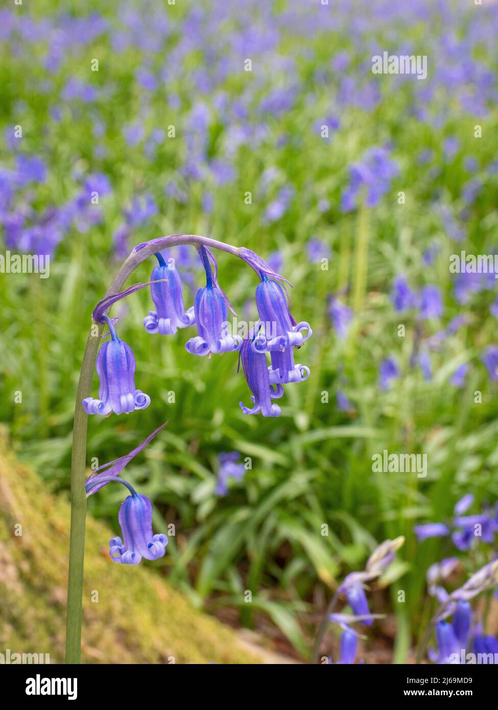 Bluebells Endymion non-scriptus in un Somerset bluebell legno in primavera Foto Stock