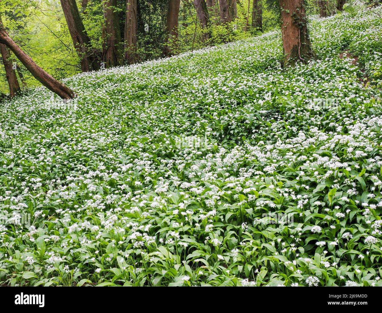 Aglio selvatico o Ramsoms Allium ursinum che cresce in boschi ripidi a Paradise Bottom in Leigh Woods Somerset nel mese di aprile Foto Stock