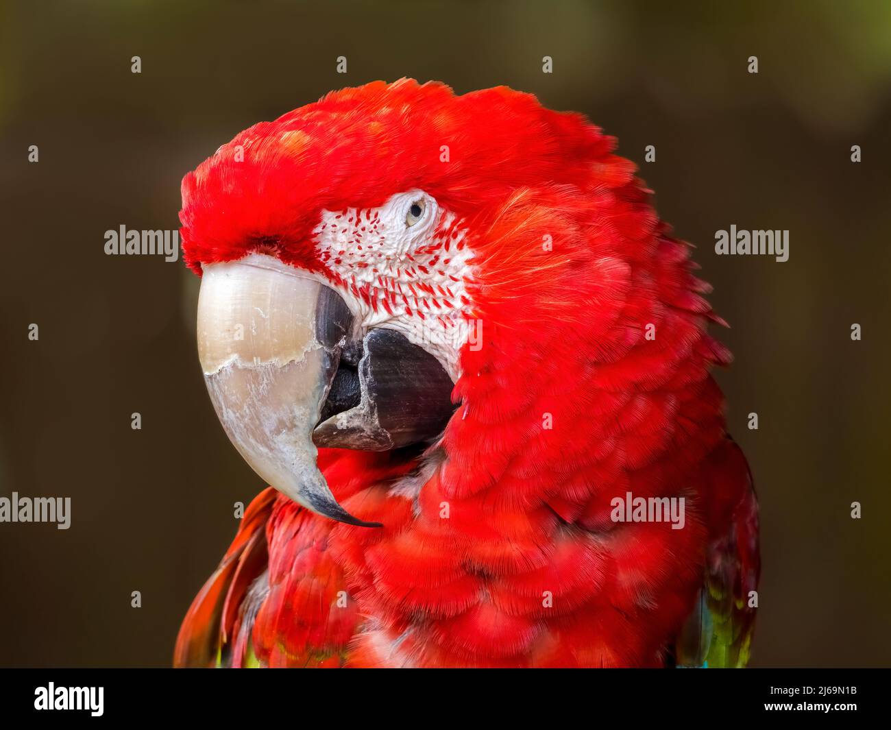 Primo piano ritratto di un Scarlet Macaw Foto Stock