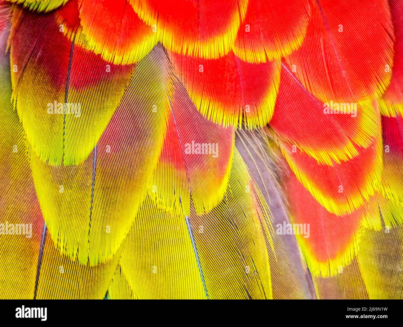 Primo piano di colorate piume di uccello Foto Stock