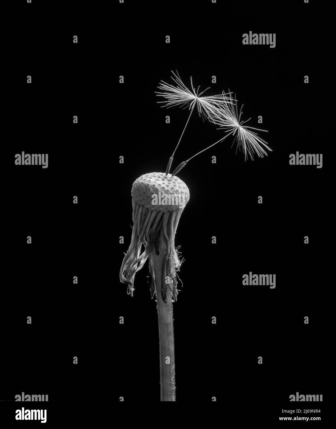 Due semi di dente di leone (Taraxacum) isolati su sfondo nero. Primo piano. Macro. Foto Stock