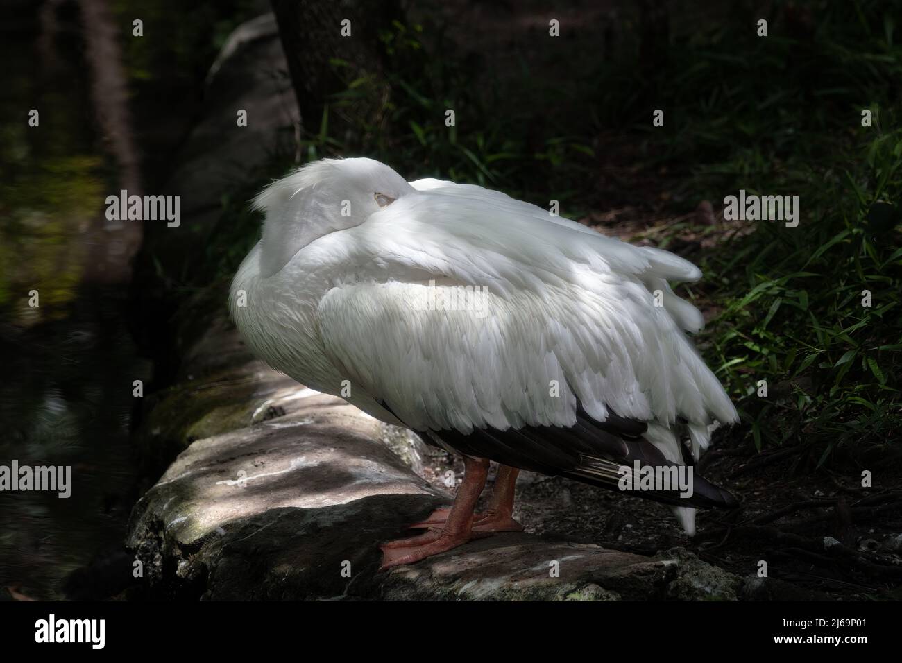 Pellicano bianco dormiente Foto Stock