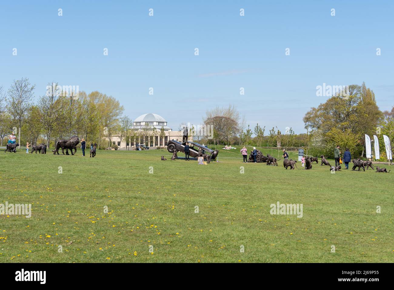 Attrazione turistica all'aperto di sculture di leoni, Born Free Forever, dall'ente benefico The Born Free Foundation, Exhibition Park, Newcastle upon Tyne, Regno Unito. Foto Stock