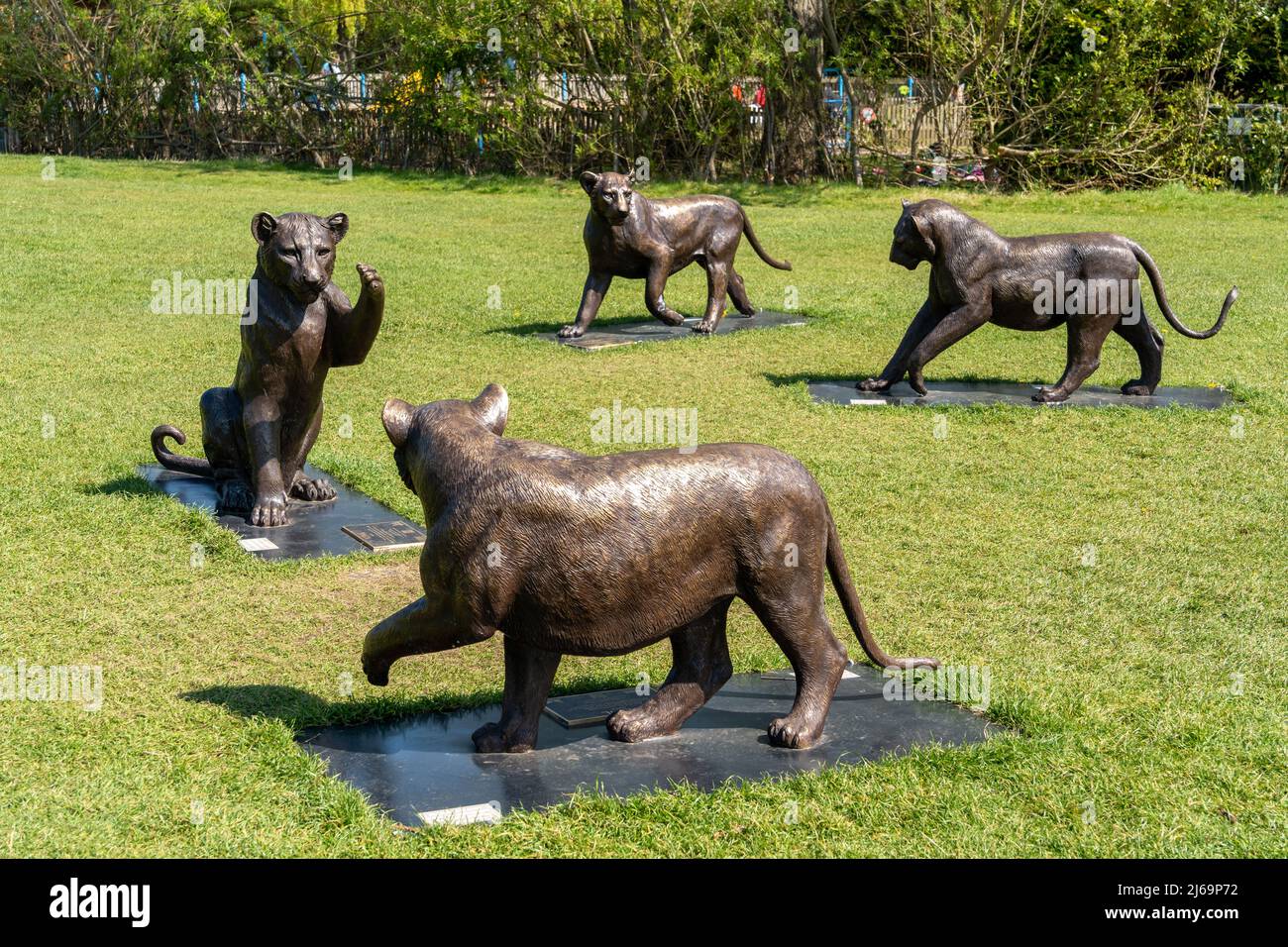 Attrazione turistica all'aperto di sculture di leoni, Born Free Forever, dall'ente benefico The Born Free Foundation, Exhibition Park, Newcastle upon Tyne, Regno Unito. Foto Stock