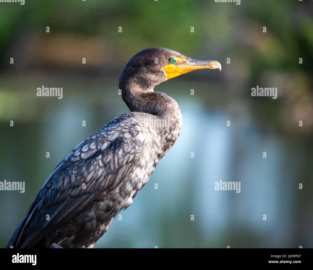 Ritratto di cormorani Foto Stock