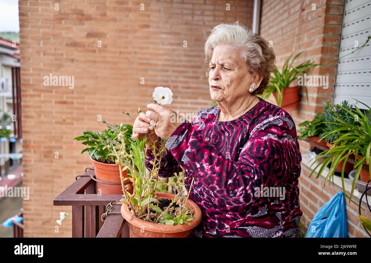 Donna anziana che si prende cura di piante in casa sua Foto Stock