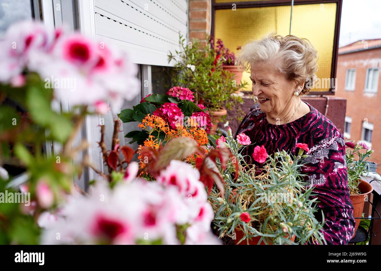 Donna anziana che si prende cura delle sue piante in vaso sul balcone a casa Foto Stock