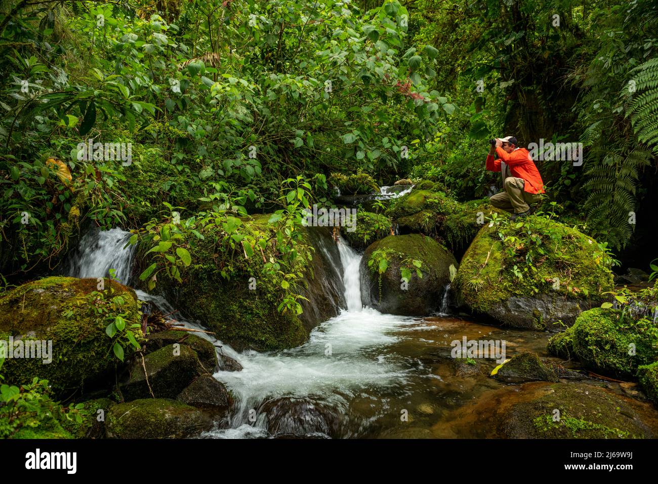 Birdwatcher nella foresta nuvolosa alla ricerca di uccelli , Panama Foto Stock