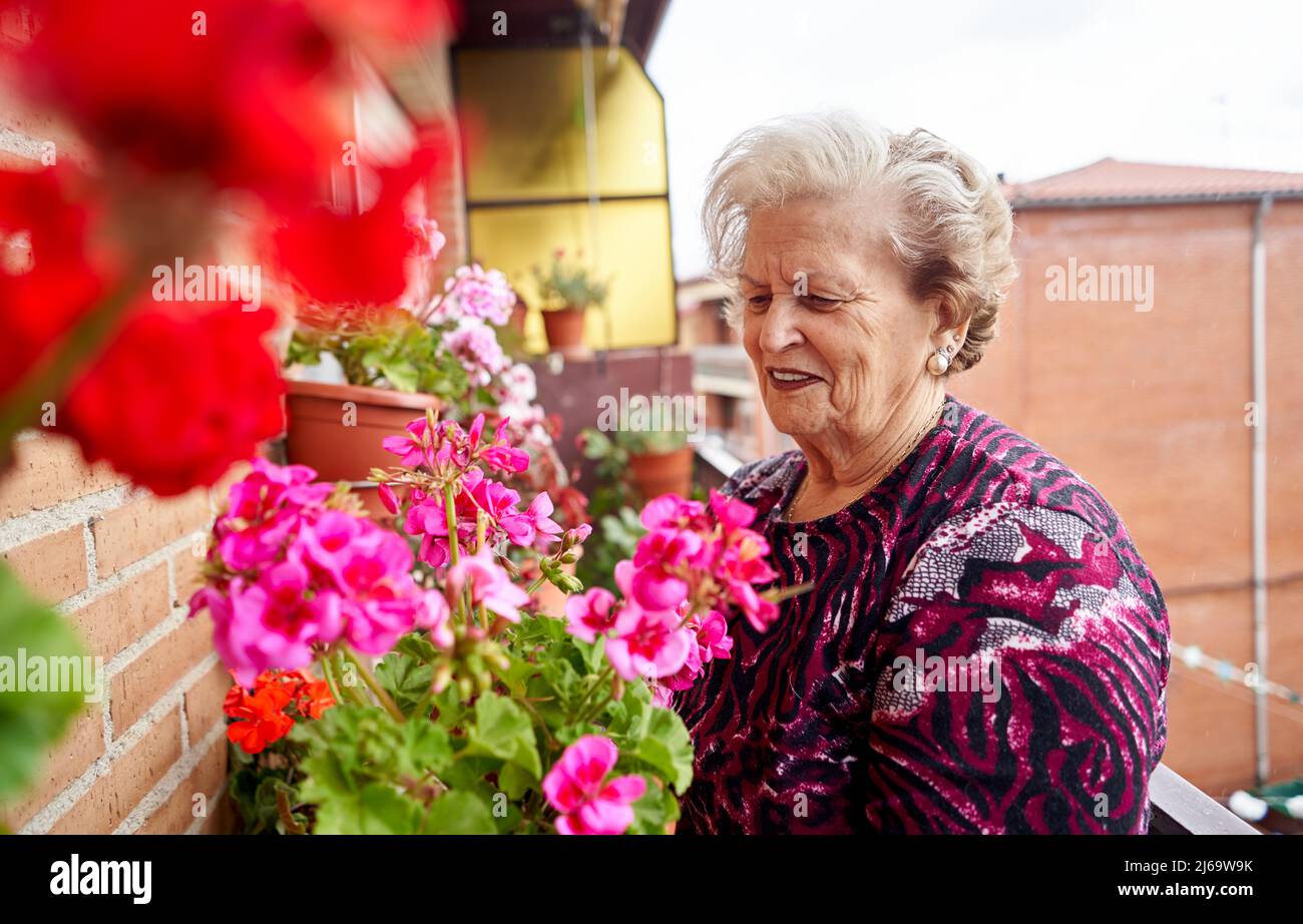 Donna anziana che si prende cura delle sue piante in vaso sul balcone a casa Foto Stock