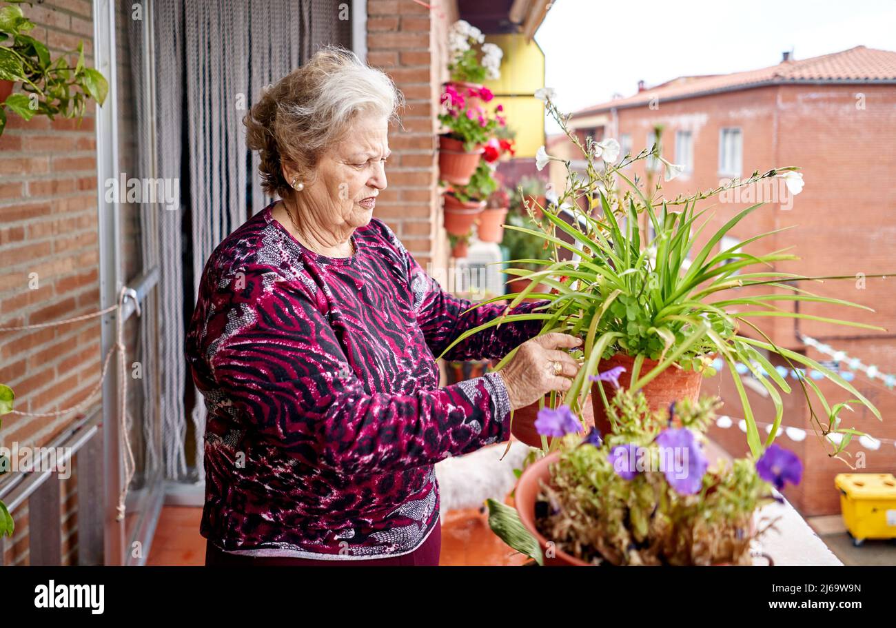 Donna anziana che si prende cura di piante in casa sua Foto Stock