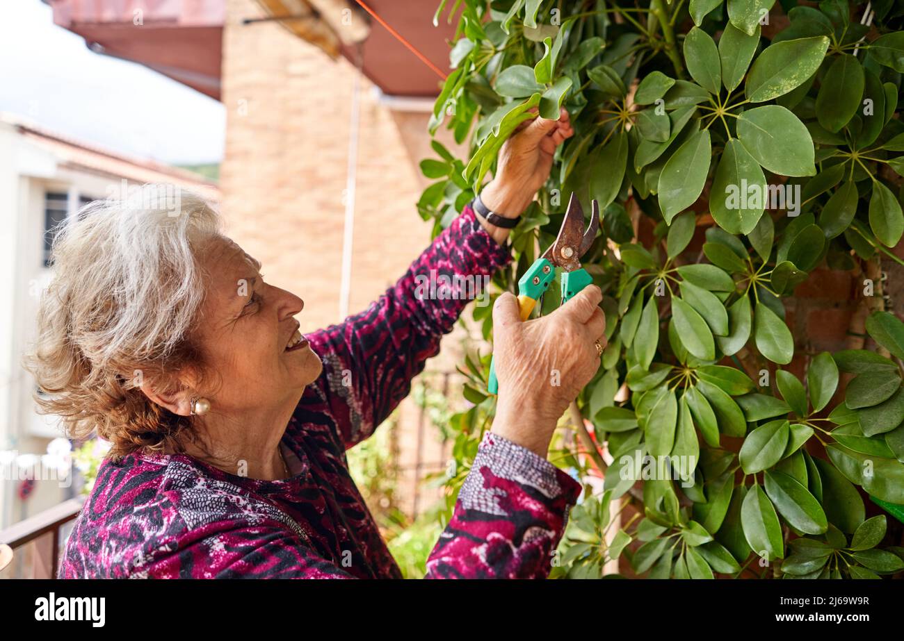 Donna anziana felice che lavora piante verdi in giardino Foto Stock