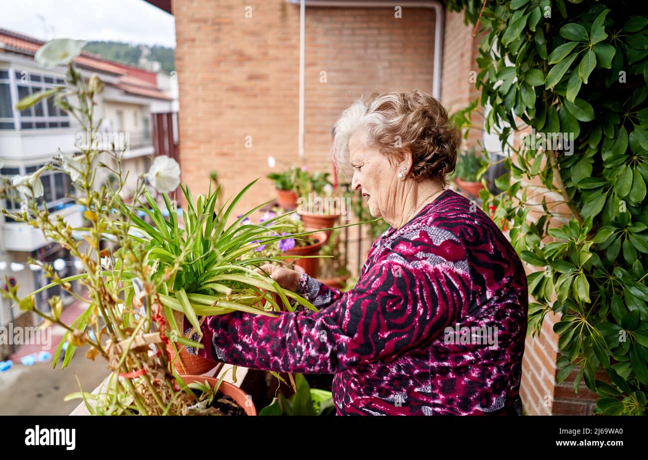 Donna anziana che si prende cura di piante in casa sua Foto Stock