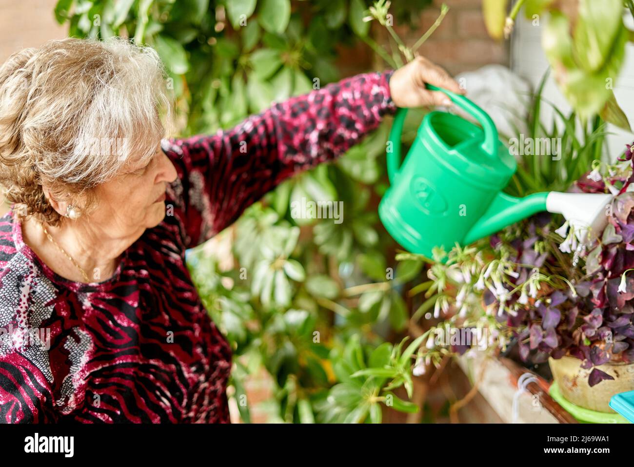 Donna anziana che innaffia le piante domestiche a casa Foto Stock