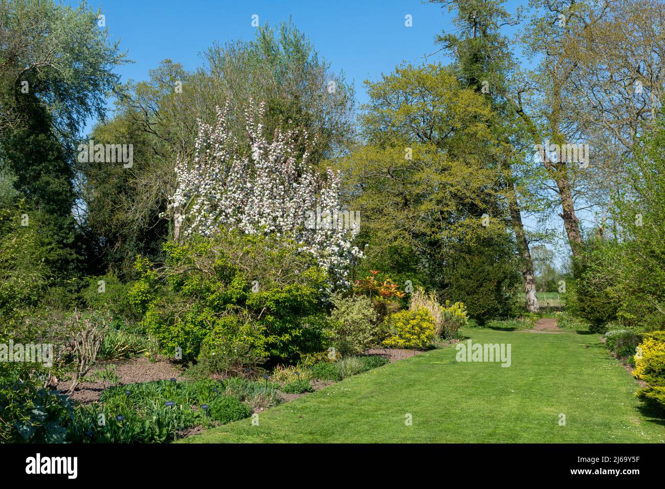 Waterperry Gardens, flower border, in aprile o primavera con fiore albero, Oxfordshire, Inghilterra, Regno Unito Foto Stock