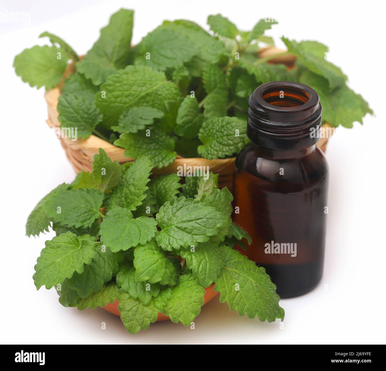 Foglie di balsamo al limone con olio essenziale estratto in bottiglia su sfondo bianco Foto Stock