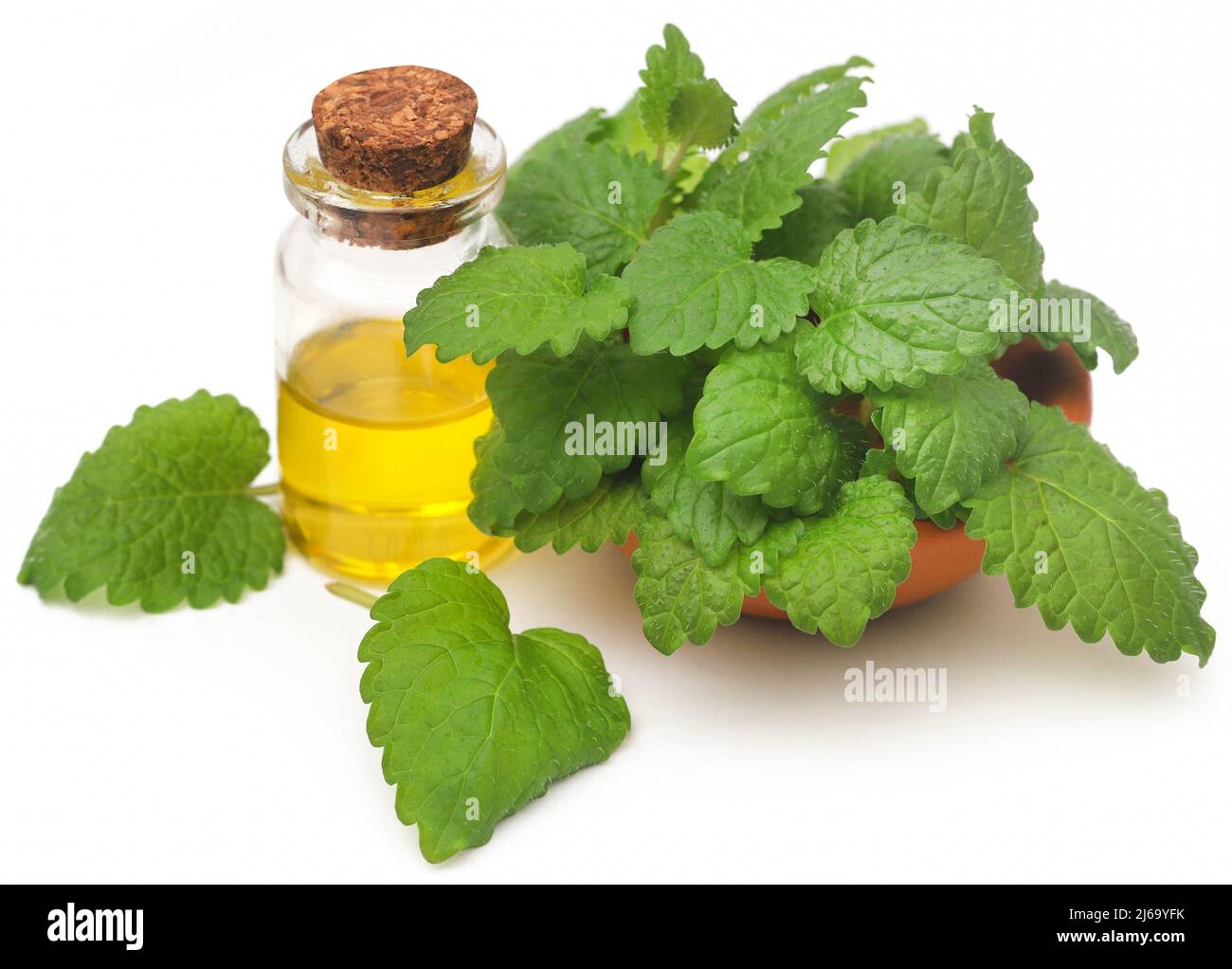 Foglie di balsamo al limone con olio essenziale estratto in bottiglia su sfondo bianco Foto Stock