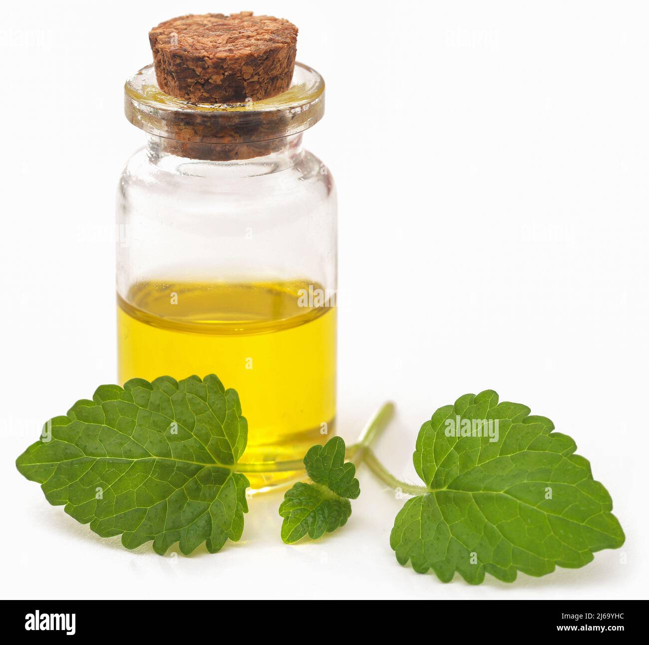 Foglie di balsamo al limone con olio essenziale estratto in bottiglia su sfondo bianco Foto Stock