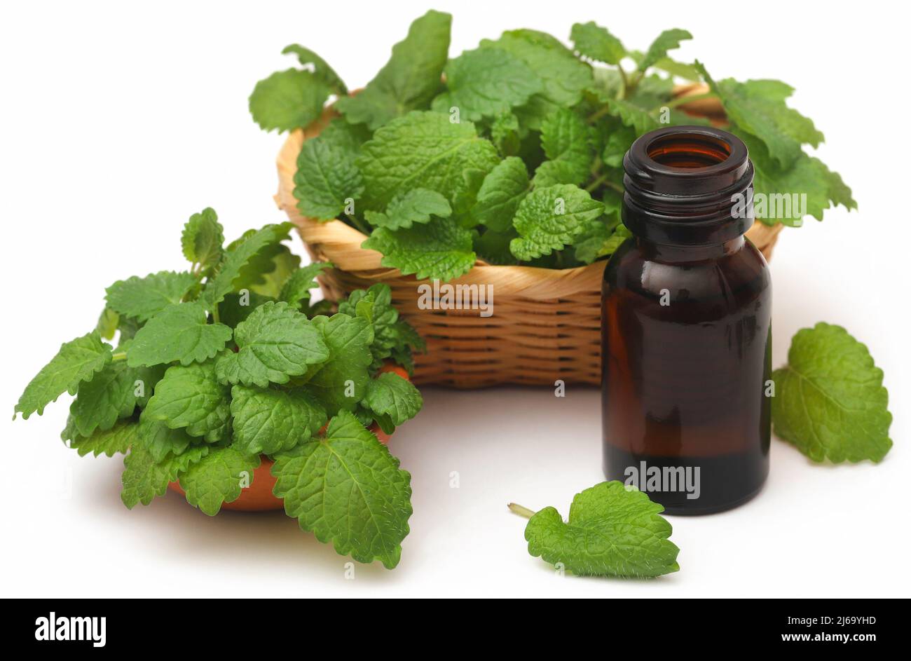 Foglie di balsamo al limone con olio essenziale estratto in bottiglia su sfondo bianco Foto Stock