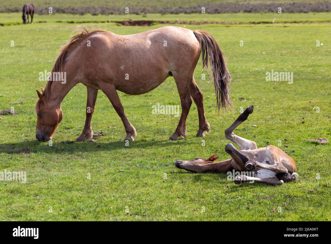 New Forest mare e il nemico. Foto Stock
