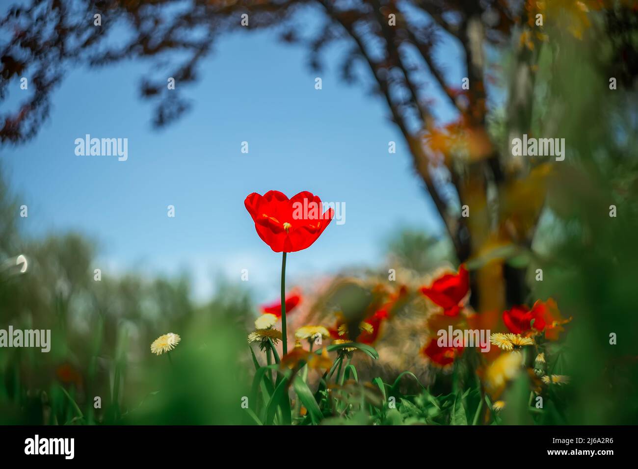 prato verde con tulipani che crescono su di esso Foto Stock