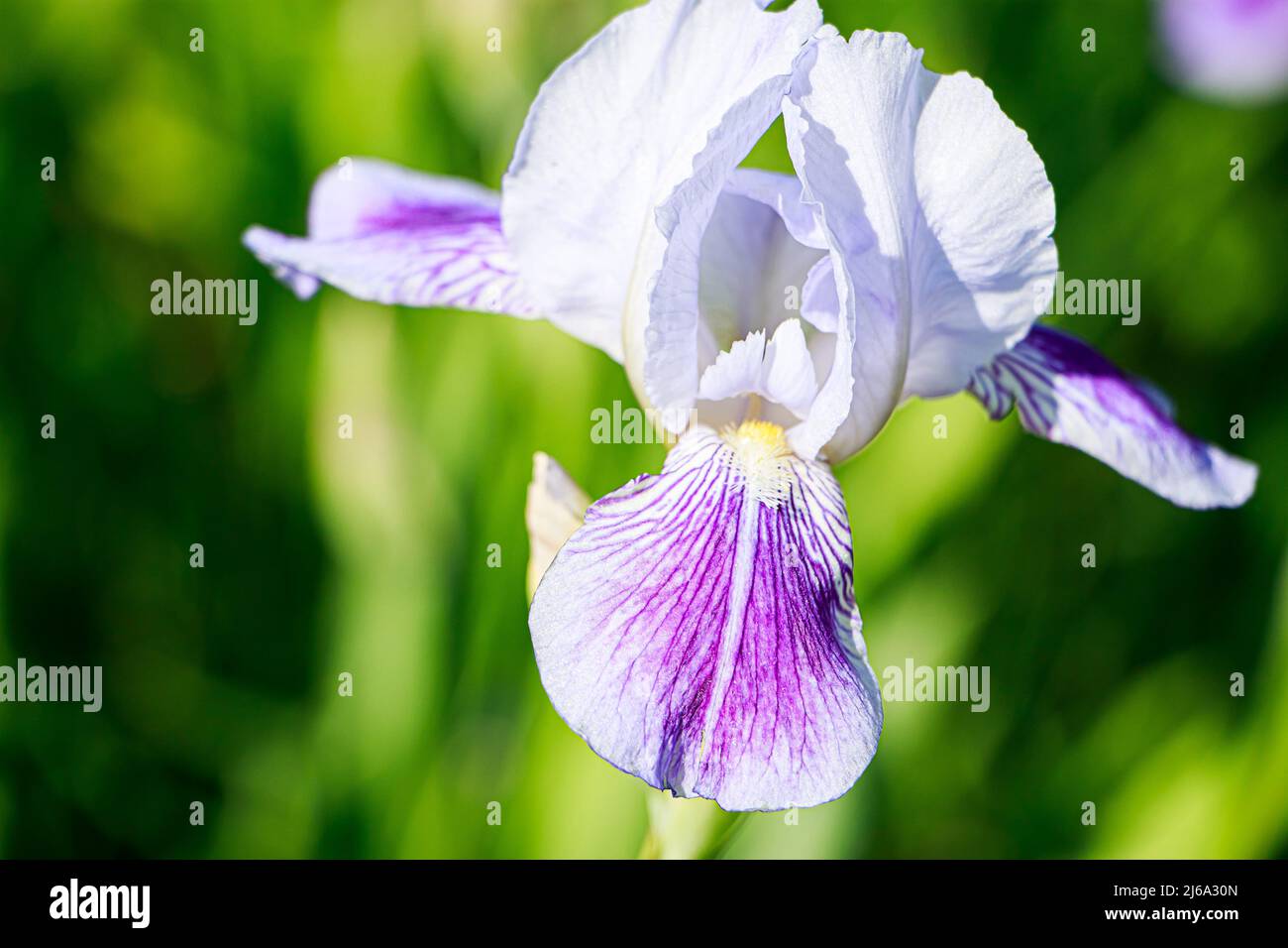 Fiori viola iris in giardino. Viola petalo striato con iride o barbata. Piante ornamentali in crescita. Sfondo naturale estivo. Foto Stock