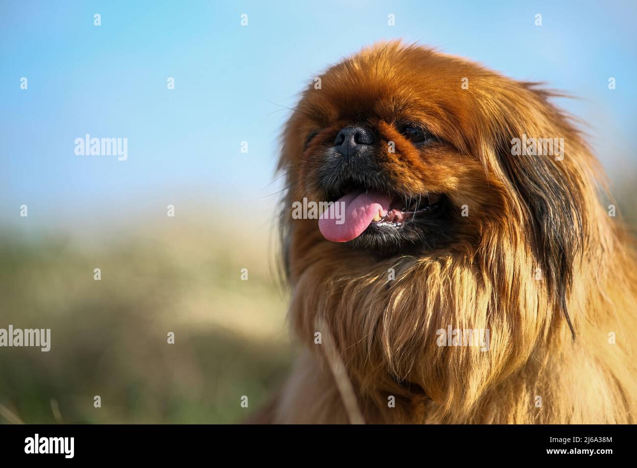 Primo piano di una museruola pekingese. Foto Stock