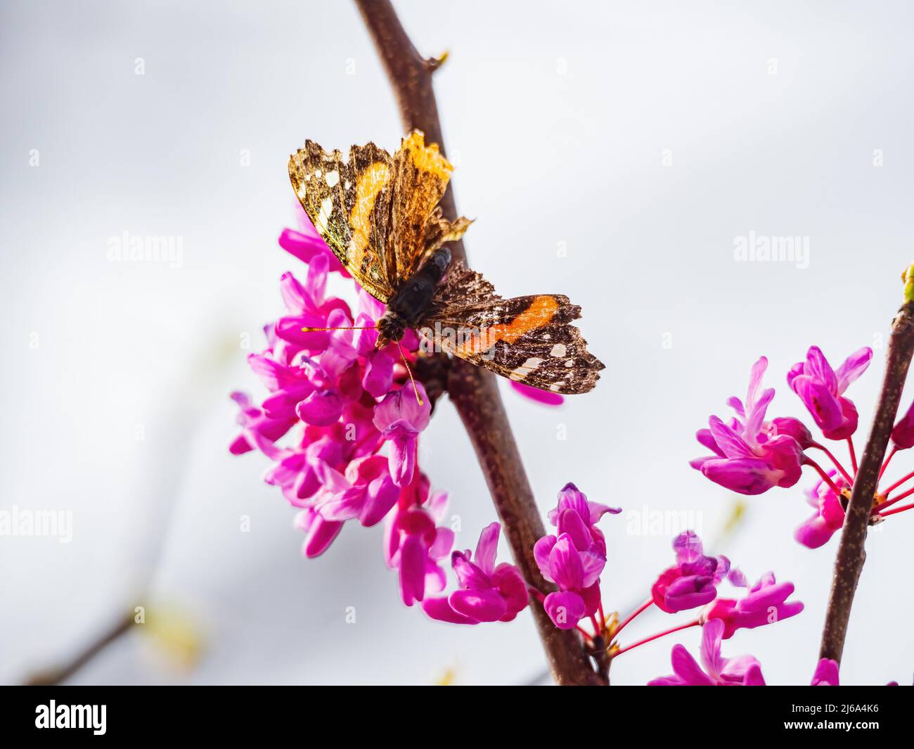 Vista soleggiata del clarus Epargyreus che mangia il redbud orientale in Oklahoma Foto Stock