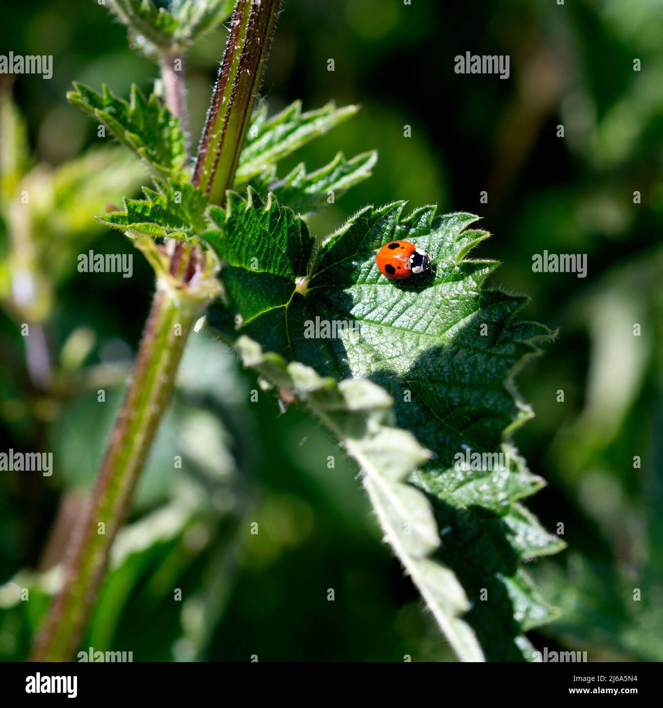 Ladybird a due punti (Adalia bipunctata) su una pianta di ortica, Warwickshire, Regno Unito Foto Stock