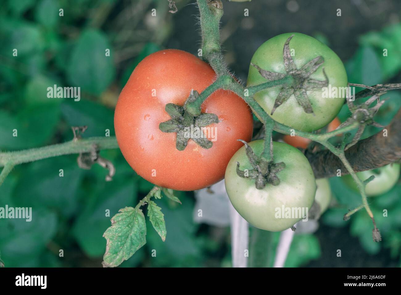 Bella pomodori freschi fioritura cespuglio. Primo piano di un cespuglio di pomodoro rosso. Sfondo naturale, grande cespuglio. Foto Stock
