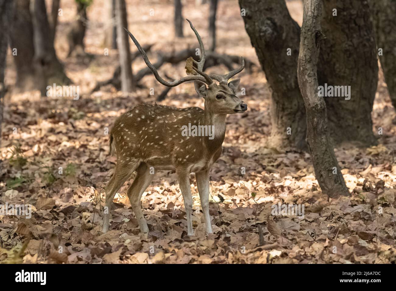 Cervi avvistati in piedi nella foresta in India, un bel maschio con corna Foto Stock