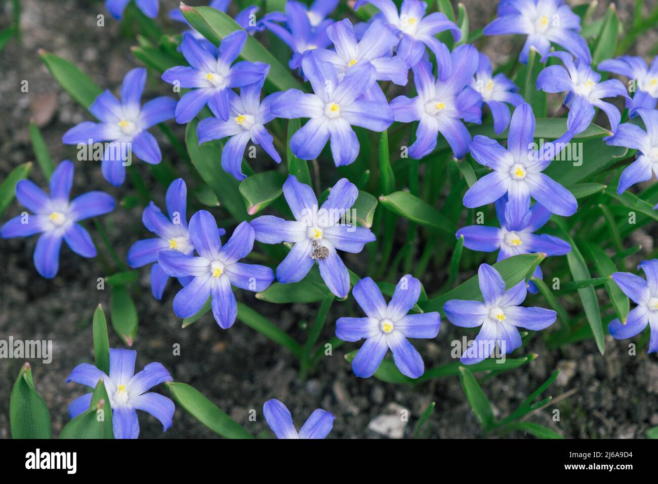 Glory-of-the-Snow conosciuto anche come Chionodoxa forbesii è un fiore di primavera a forma di stella blu. Sfondo sfocato. Messa a fuoco selettiva. Foto Stock