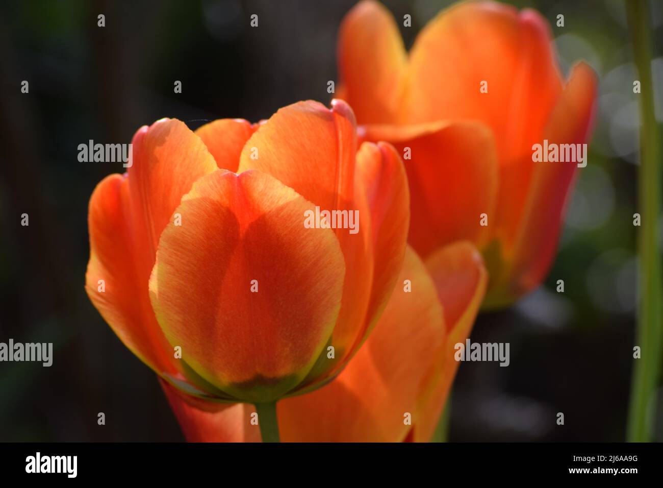 Una macro di un tulipano arancione Foto Stock