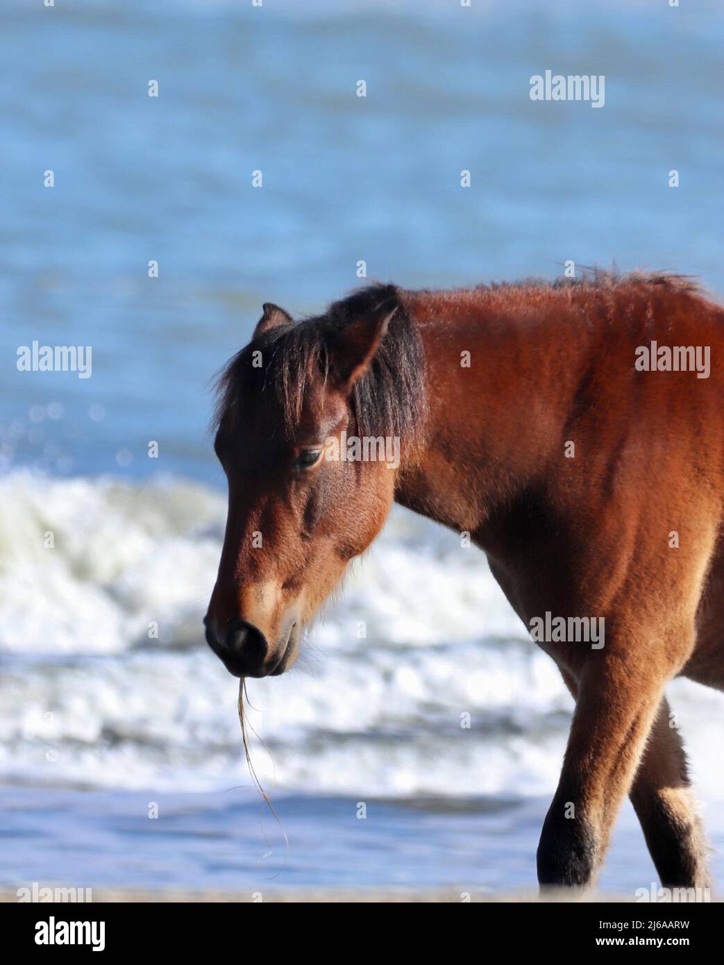 Mustang spagnolo sulla spiaggia di Corolla alle sponde esterne del North Carolina Foto Stock