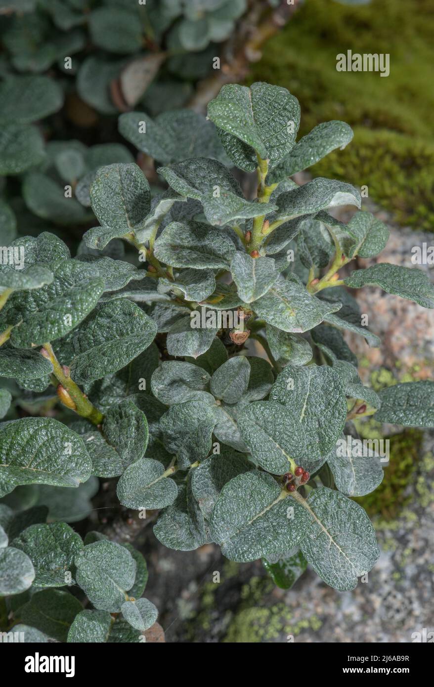 Boyds nana willow, Salix x boydii, Scozia. Ibrido naturale. Foto Stock