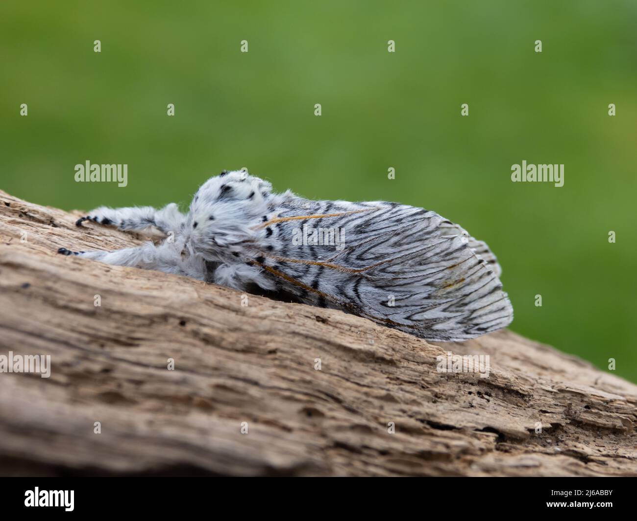 Cerura vinula, il Puss Moth, poggiato su un pezzo di legno morto. Foto Stock