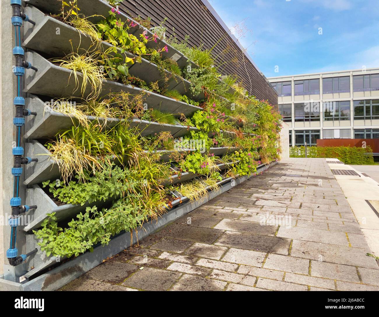 Living Wall Garden nel centro della città di Oldenburg. Giardino a parete verde verticale per l'adattamento del clima e l'ecologizzazione urbana Foto Stock