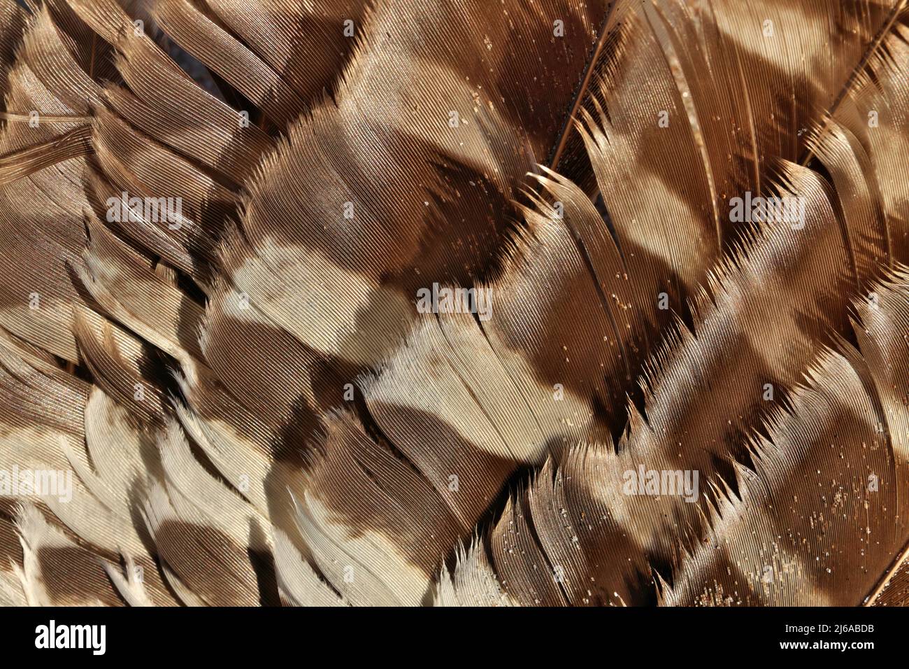 Full frame Close up di marrone e bianco Striped Wing Feathers di un gabbiano o altro uccello Foto Stock